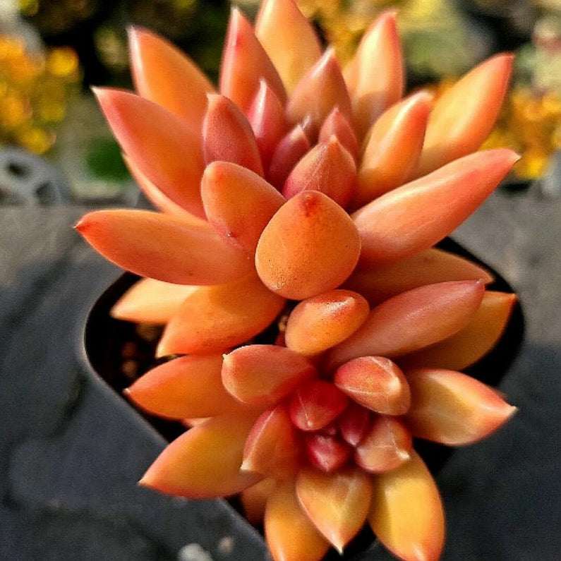 Echeveria Tivoli