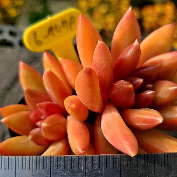 Echeveria Tivoli