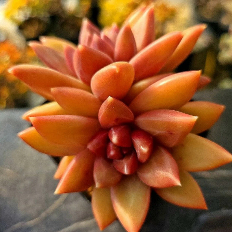 Echeveria Tivoli