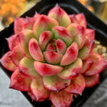 Echeveria TM