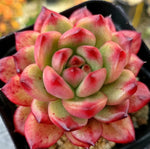 Echeveria TM