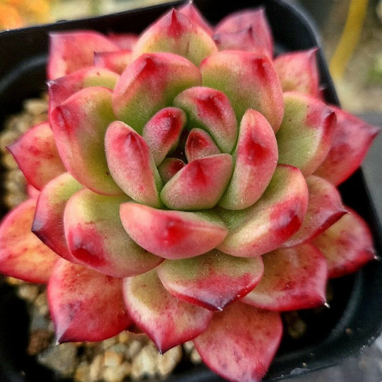 Echeveria TM