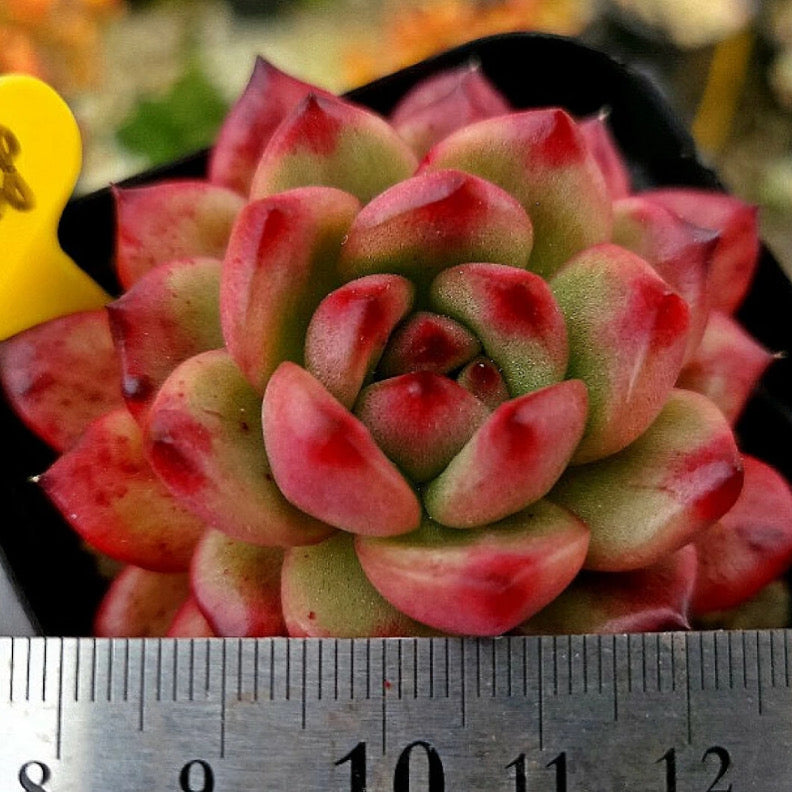 Echeveria TM