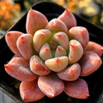 Echeveria Pena