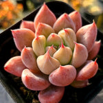 Echeveria Pena