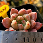 Echeveria Pena