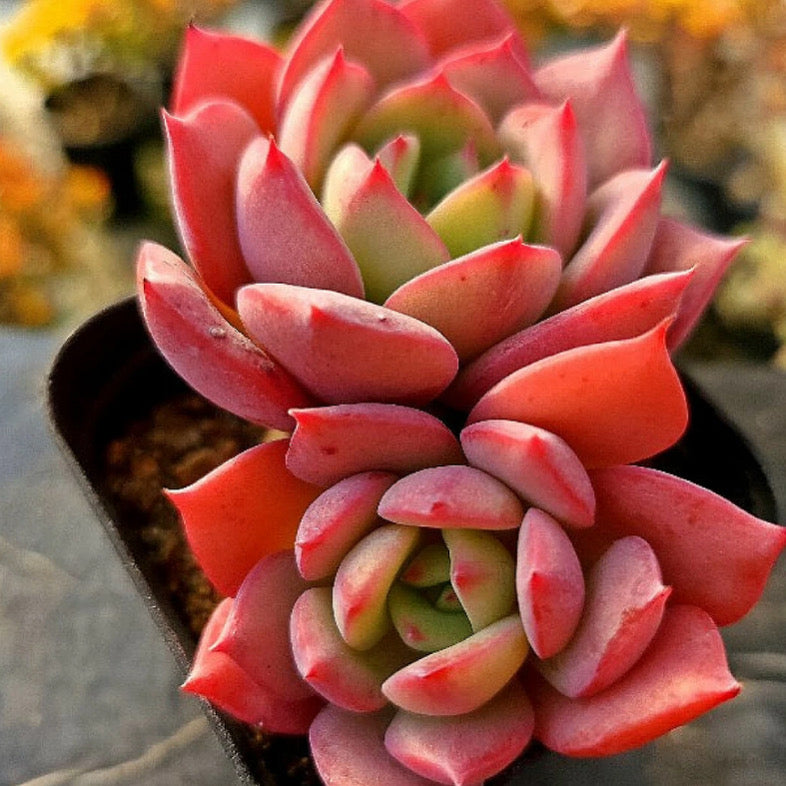 Echeveria Patricia