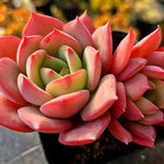 Echeveria Patricia