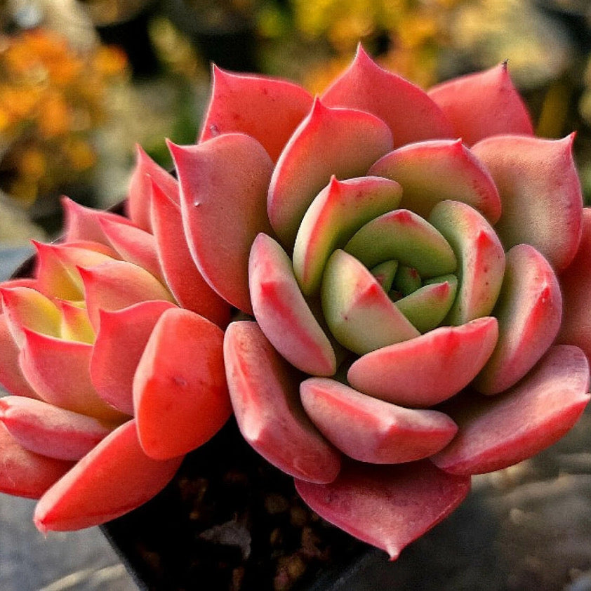 Echeveria Patricia