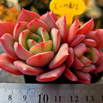 Echeveria Patricia