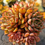 Echeveria Pink Stella