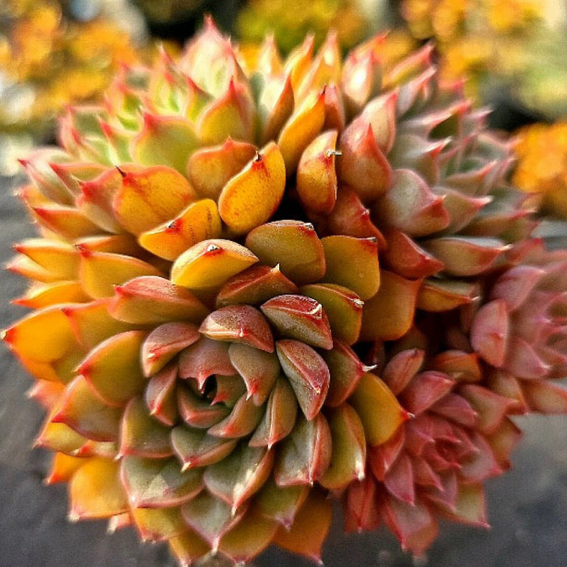 Echeveria Pink Stella