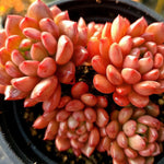 Sedeveria Pink Ruby