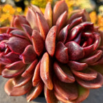 Echeveria Black Rose