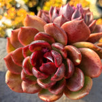 Echeveria Black Rose