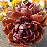 Echeveria Black Rose