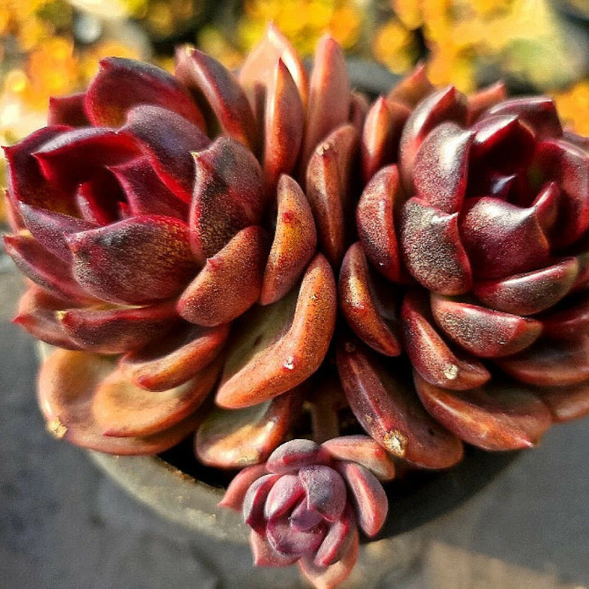 Echeveria Black Rose