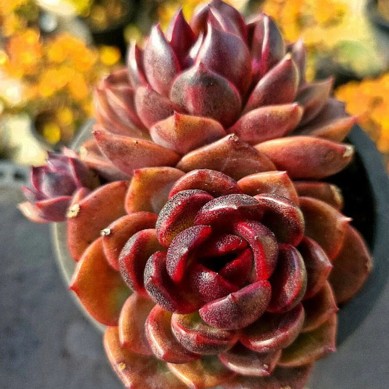 Echeveria Black Rose