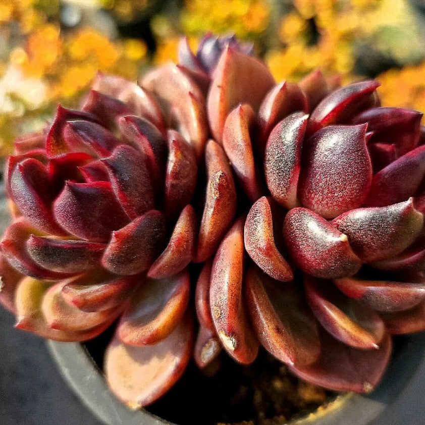 Echeveria Black Rose