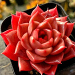 Echeveria Hwanhee