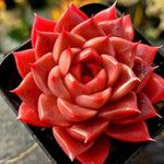 Echeveria Hwanhee