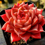 Echeveria Hwanhee