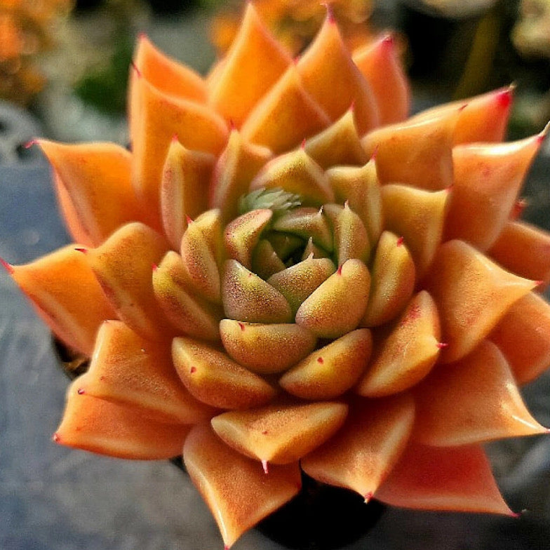 Echeveria Hwanhee