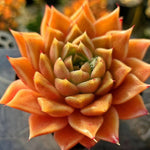 Echeveria Hwanhee