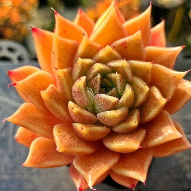 Echeveria Hwanhee