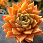 Echeveria Hwanhee