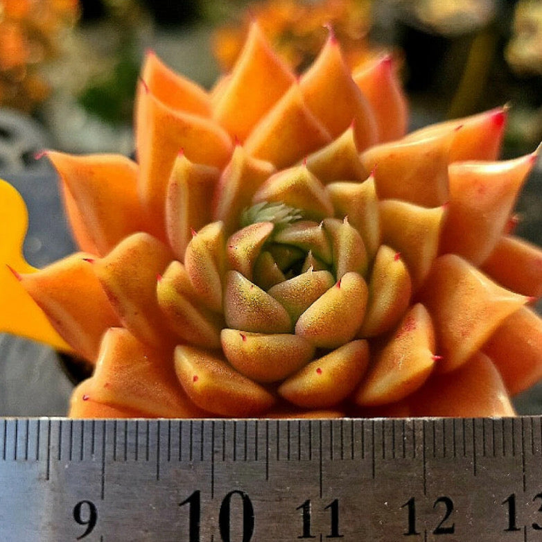 Echeveria Hwanhee