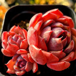 Echeveria Black Smoke