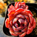 Echeveria Black Smoke