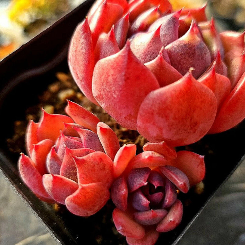 Echeveria Black Smoke