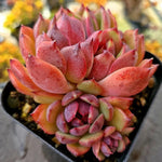 Echeveria Black Lotus