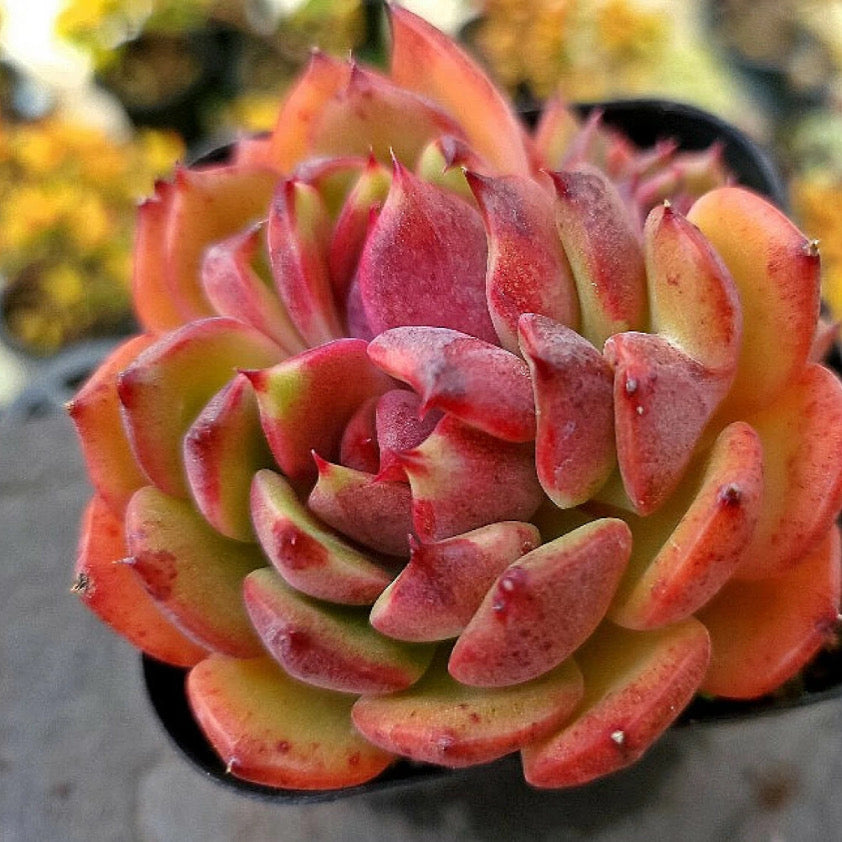 Echeveria Black Lotus