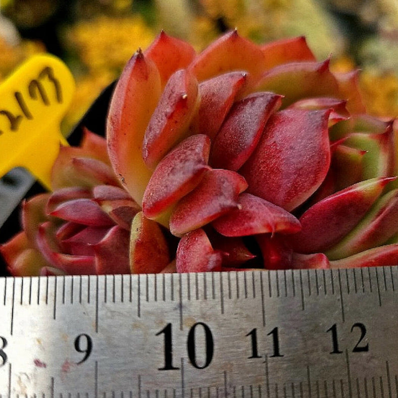 Echeveria Black Lotus