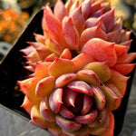 Echeveria Black Lotus