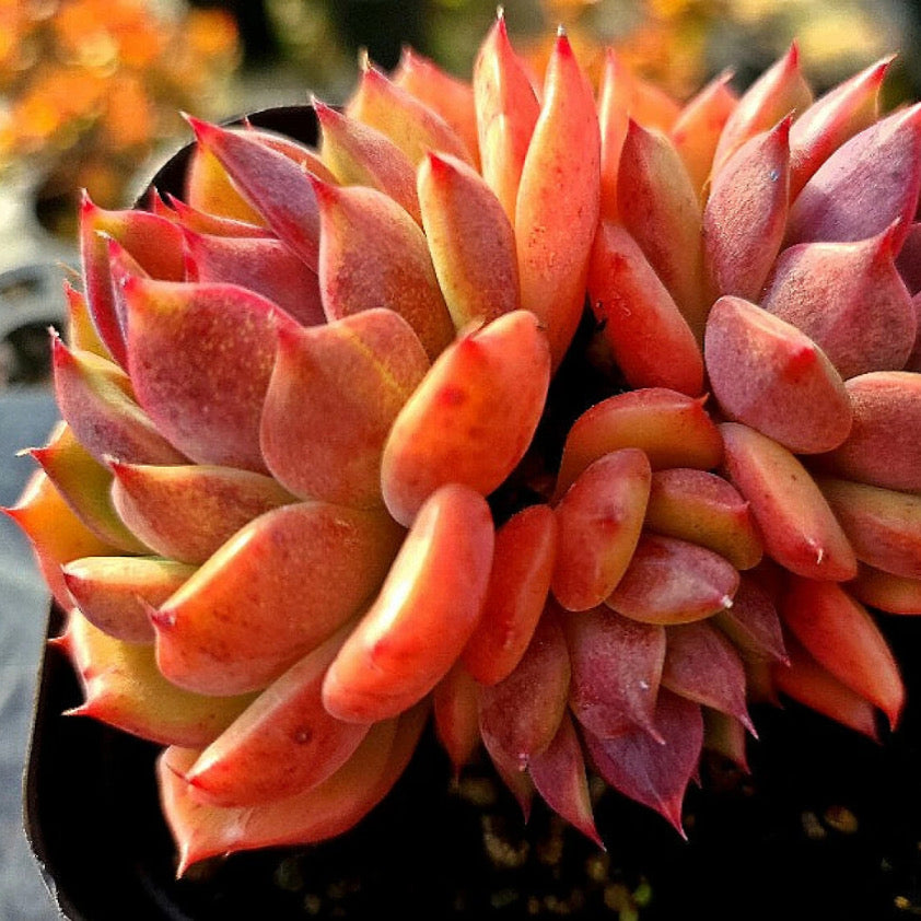 Echeveria Black Lotus