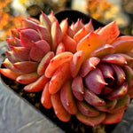 Echeveria Black Lotus