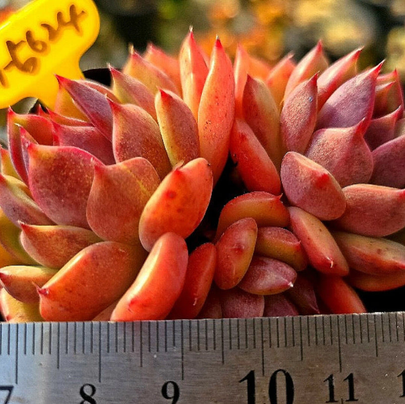 Echeveria Black Lotus