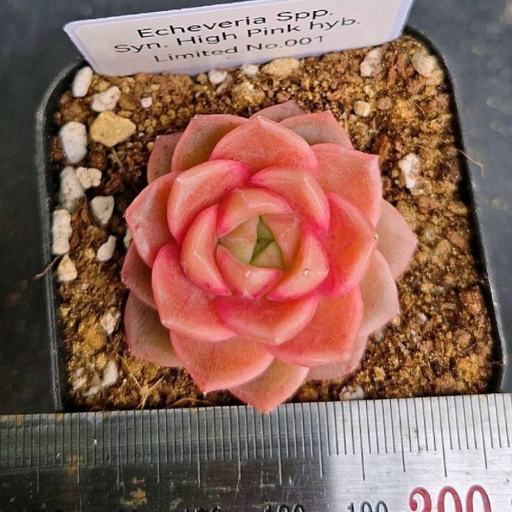 LIMITED EDITION! Echeveria Hybrid