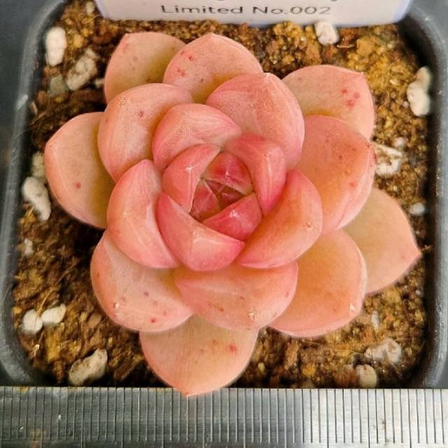 LIMITED EDITION! Echeveria Hybrid