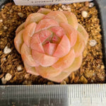 LIMITED EDITION! Echeveria Hybrid