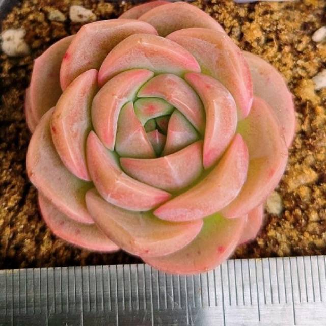 LIMITED EDITION! Echeveria Hybrid