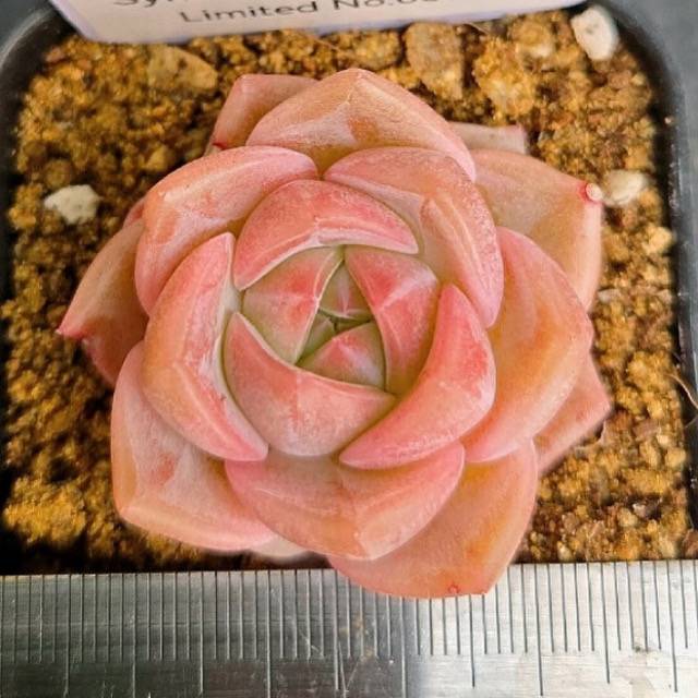 LIMITED EDITION! Echeveria Hybrid