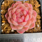 LIMITED EDITION! Echeveria Hybrid