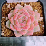 LIMITED EDITION! Echeveria Hybrid