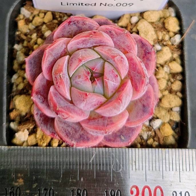 LIMITED EDITION! Echeveria Hybrid