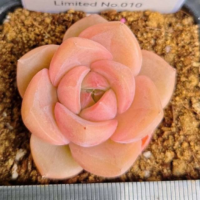 LIMITED EDITION! Echeveria Hybrid